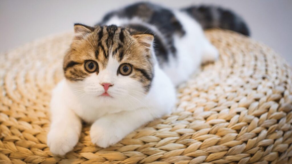 32 Razões Chocantes Deus Colocou um Gato na Sua Vida!