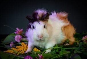 Cute guinea pig sitting among colorful flowers and green leaves in a studio setting.