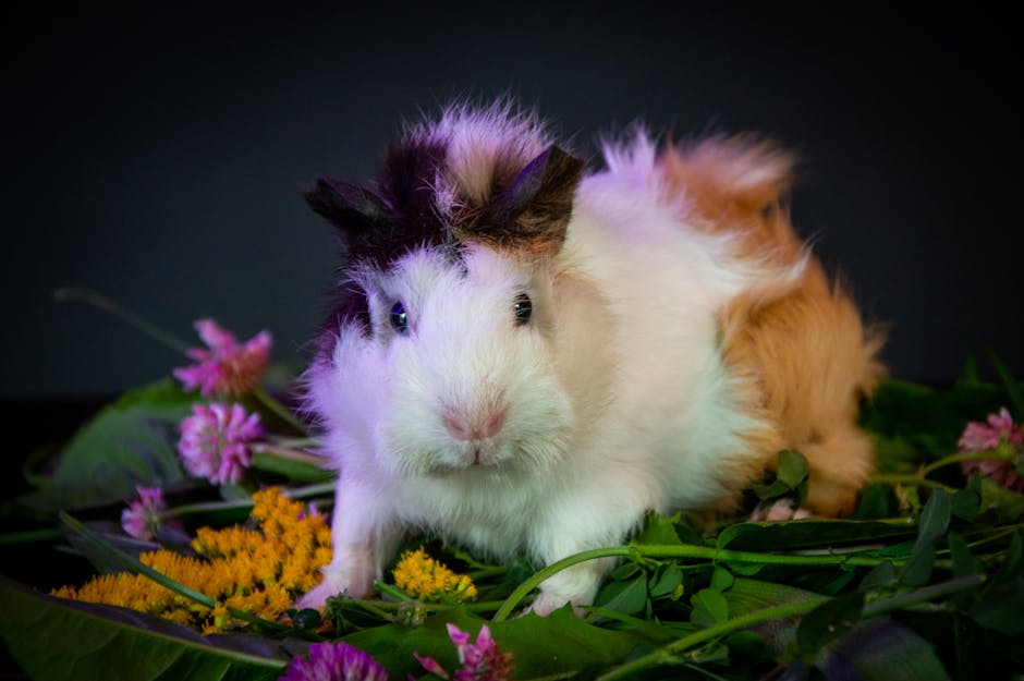 Cute guinea pig sitting among colorful flowers and green leaves in a studio setting.