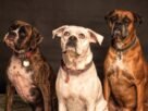 Three Boxer dogs posing in a studio setting, showcasing elegance and charm.