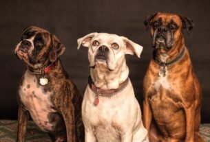 Three Boxer dogs posing in a studio setting, showcasing elegance and charm.