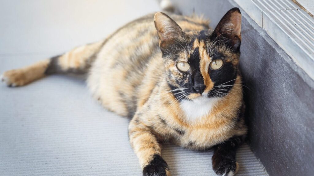 7 Dicas para Cuidar de uma Gata Grávida