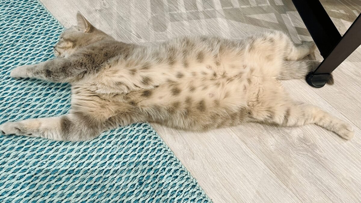 Gataa Ridha 7 Dicas para cuidar de uma gata grávida e garantir saúde ...
