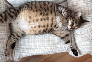 7 Dicas para Cuidar de uma Gata Grávida