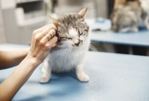 A veterinarian's hands examining a white and grey kitten on a blue table.