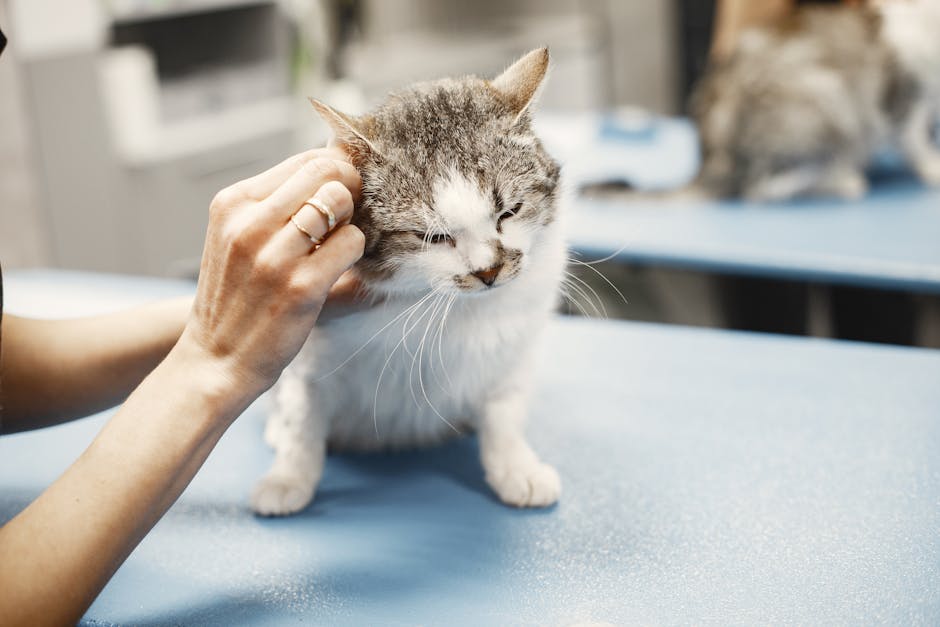 A veterinarian's hands examining a white and grey kitten on a blue table.