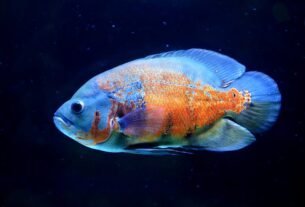 ornamental fish