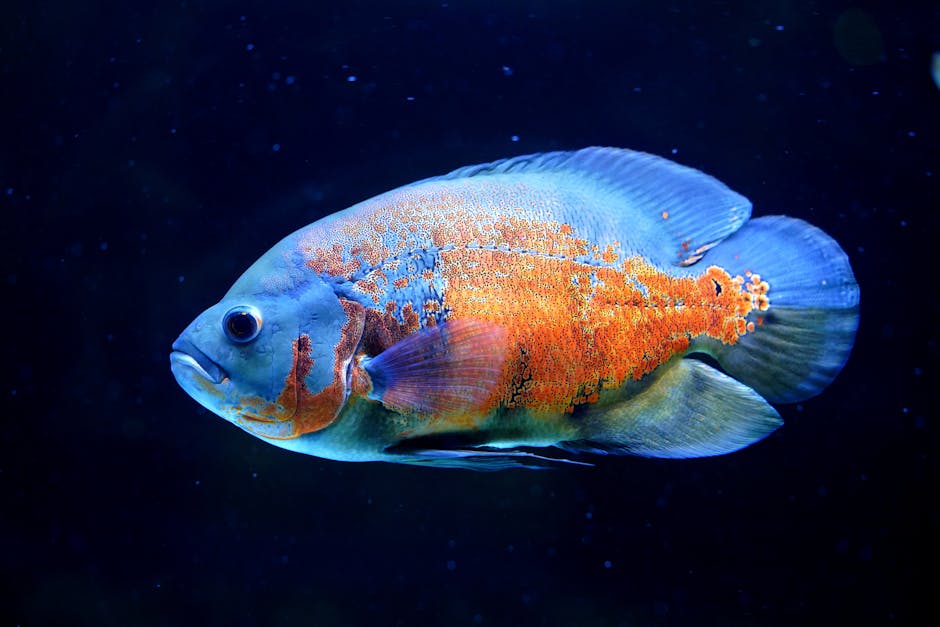 ornamental fish