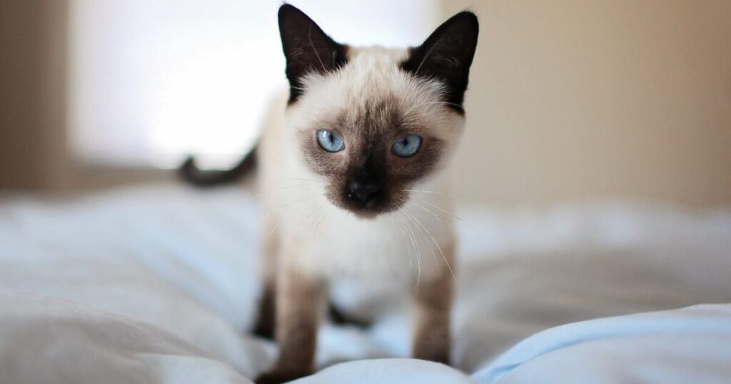 Gato Siamês e Sua Personalidade