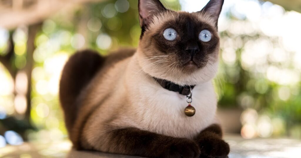 Gato Siamês e Sua Personalidade