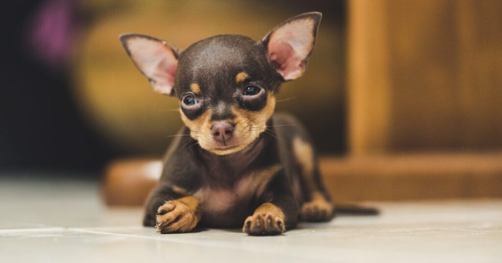 Qual a Melhor Ração Para Pinscher