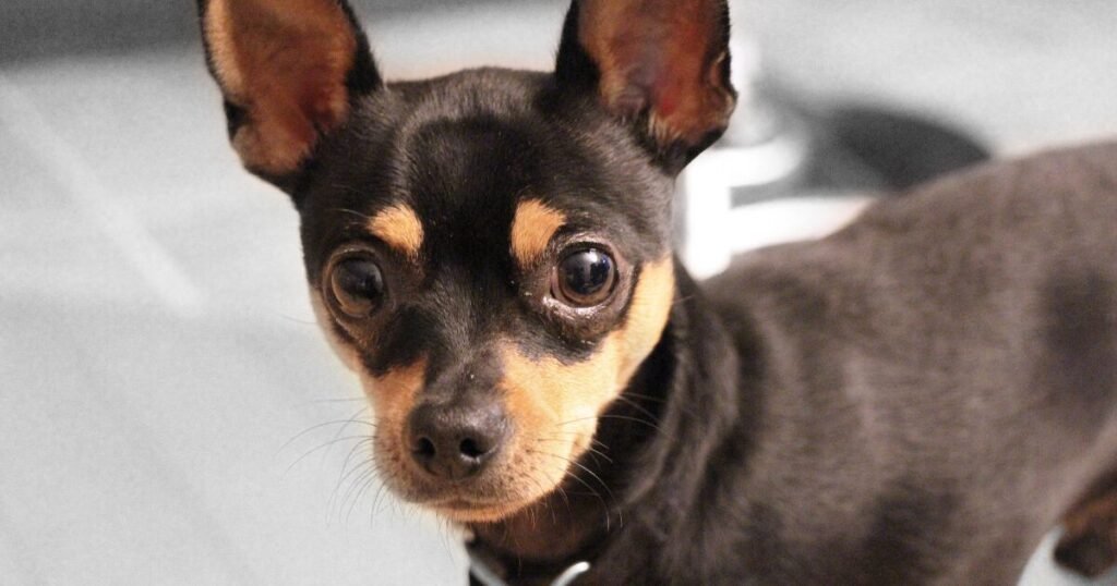 Qual a Melhor Ração Para Pinscher? 5 Opções que Encantam!