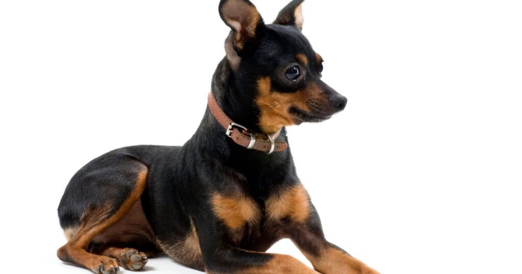 Qual a Melhor Ração Para Pinscher