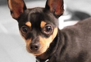 Qual a Melhor Ração Para Pinscher? 5 Opções que Encantam!