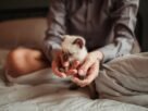 A person tenderly cradling a small Siamese kitten on a cozy bed indoors.