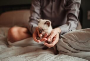 A person tenderly cradling a small Siamese kitten on a cozy bed indoors.