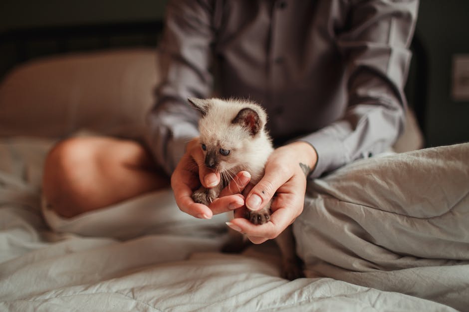 A person tenderly cradling a small Siamese kitten on a cozy bed indoors.
