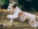 Adorable Shih Tzu puppy in motion, running joyfully outdoors in Belo Horizonte, Brazil.