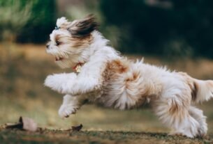 Adorable Shih Tzu puppy in motion, running joyfully outdoors in Belo Horizonte, Brazil.