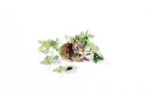 Adorable rabbit surrounded by green leaves on a white background, a perfect spring scene.