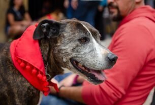 Close-up of a dog in a red bandana sitting with its owner outdoors.