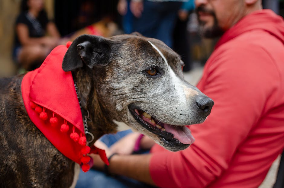 Close-up of a dog in a red bandana sitting with its owner outdoors.