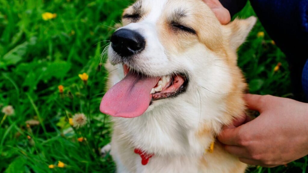 13 Sinais de que Seu Cachorro Pode Ter TDAH