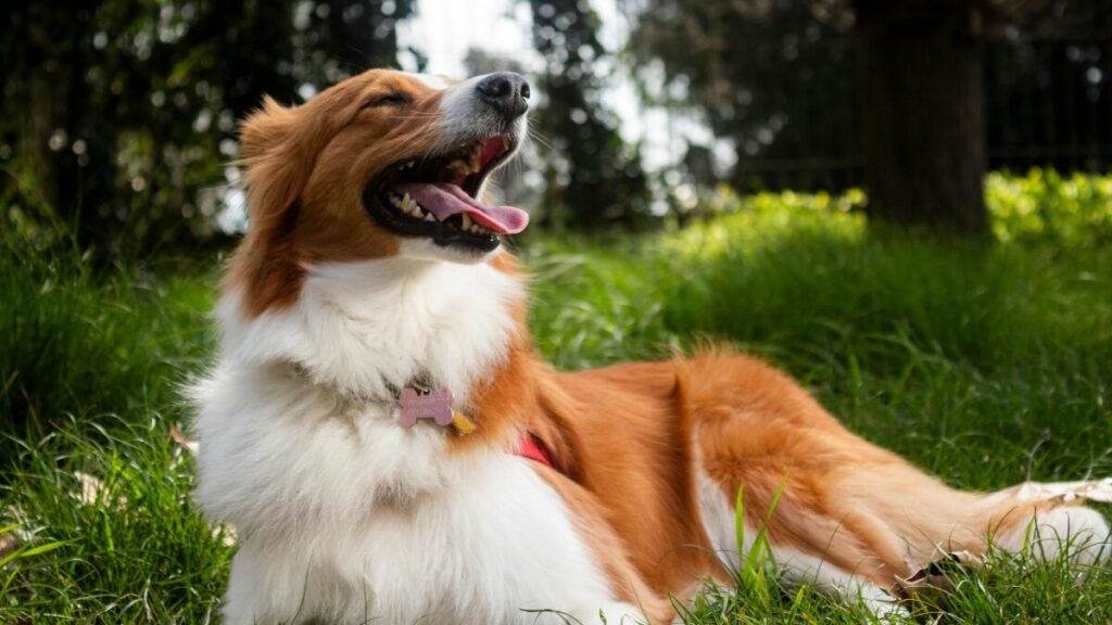 13 Sinais de que Seu Cachorro Pode Ter TDAH