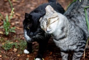 Two affectionate cats, a tabby and a black cat, enjoying a moment outdoors.