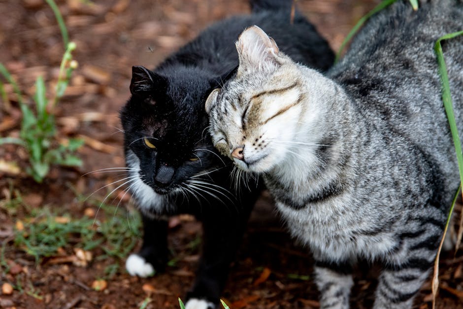 Two affectionate cats, a tabby and a black cat, enjoying a moment outdoors.