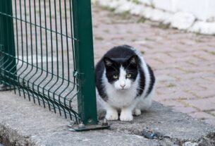 A black and white cat sits alert by a green metal fence on a stone pavement in Bornova, İzmir.