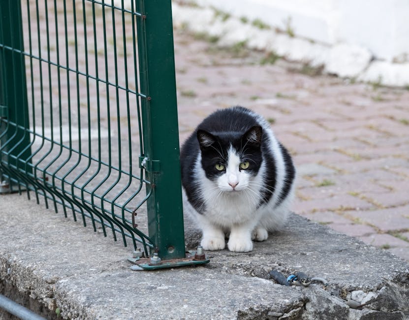 A black and white cat sits alert by a green metal fence on a stone pavement in Bornova, İzmir.