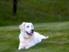 Charming golden retriever lounging in a sunny green field in Southborough, MA.