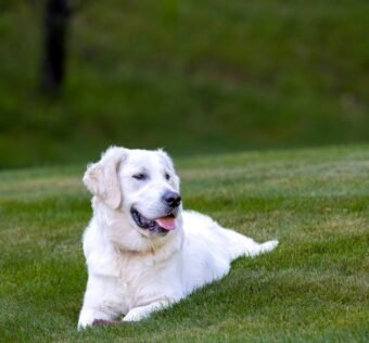 Charming golden retriever lounging in a sunny green field in Southborough, MA.