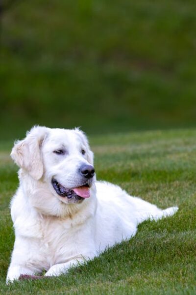 Charming golden retriever lounging in a sunny green field in Southborough, MA.