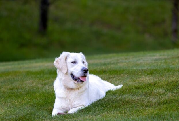Charming golden retriever lounging in a sunny green field in Southborough, MA.