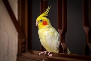 A vivid yellow cockatiel sits indoors against a contrasting dark backdrop.