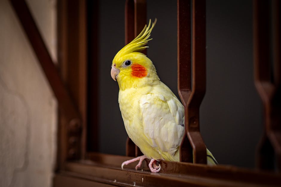 A vivid yellow cockatiel sits indoors against a contrasting dark backdrop.