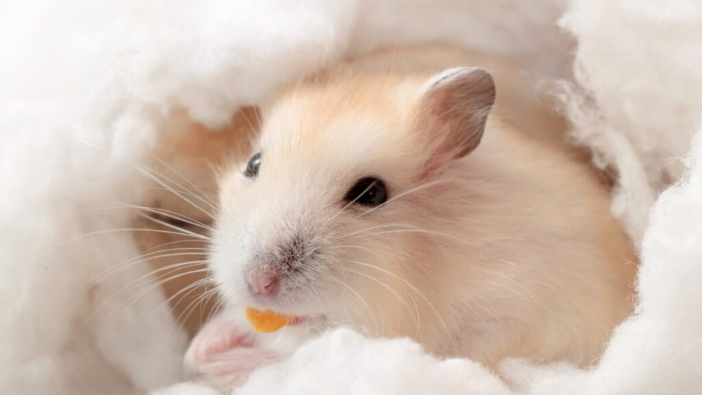 Hamster entende o que a gente fala