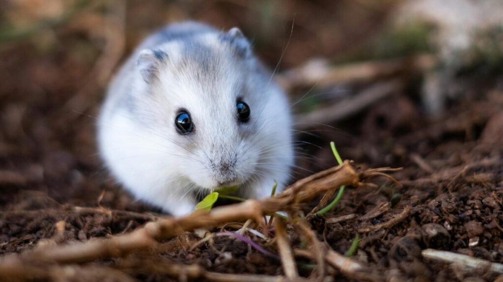 Hamster entende o que a gente fala