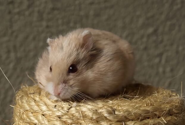 Hamster entende o que a gente fala