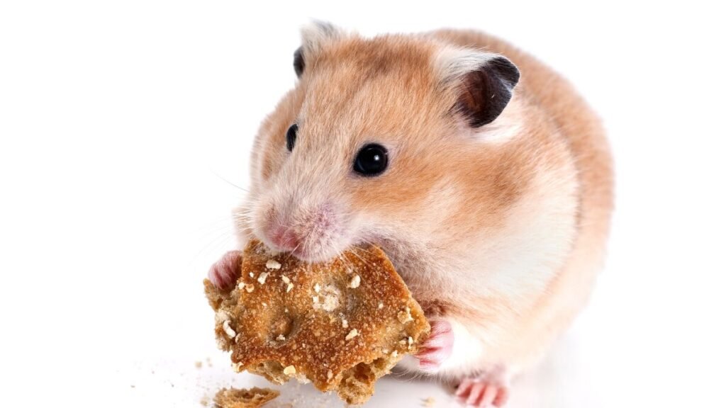 Hamsters gostam de carinho
