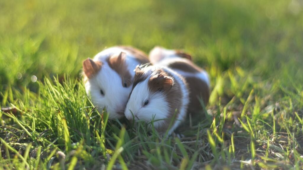 Hamsters gostam de carinho