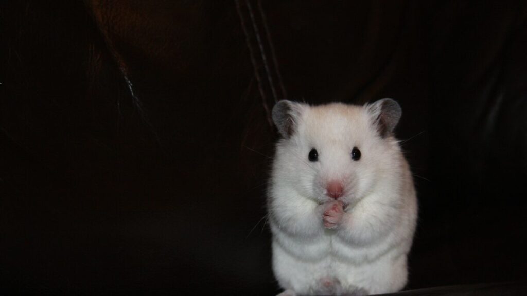 Hamsters gostam de carinho