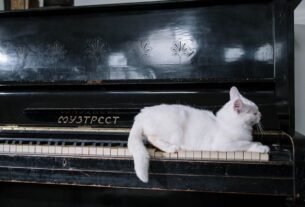 White cat comfortably lying on piano keys, highlighting a serene domestic setting.