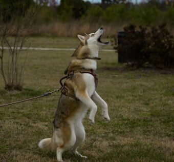 Husky enjoying playtime on grass, leaping energetically while on a leash outdoors in Smithfield, NC.