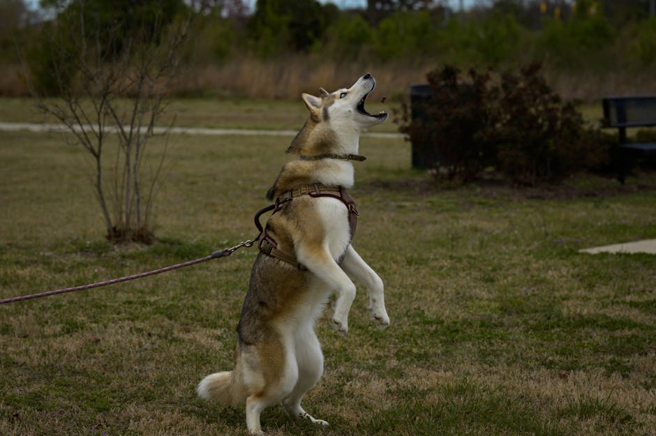 Husky enjoying playtime on grass, leaping energetically while on a leash outdoors in Smithfield, NC.