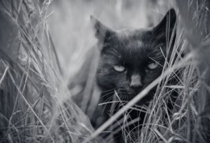 Black and white attentive dark cat sitting in tall grass looking at camera while hunting