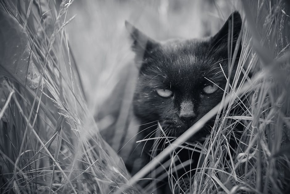 Black and white attentive dark cat sitting in tall grass looking at camera while hunting
