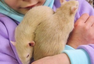A close-up of a child warmly holding two pet rats, showcasing companionship and affection.